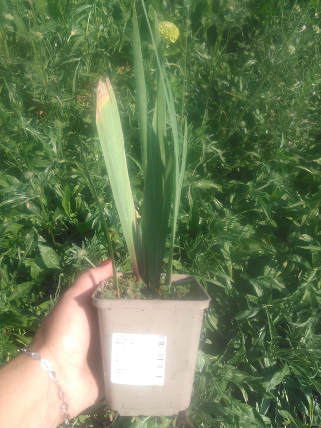 Kurjenmiekka Nibelungen - 2024