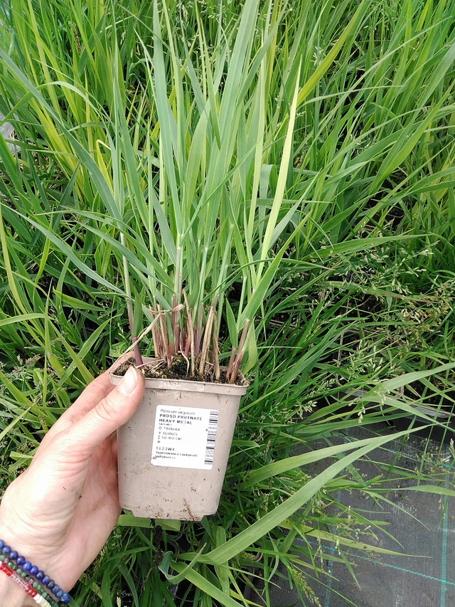 Virginianhirssi Heavy Metal - 9. 6. 2025