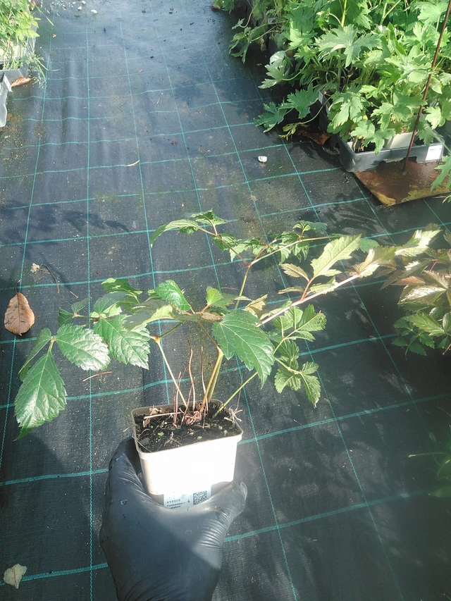 Jaloangervo Fanal - 13. 10. 2025