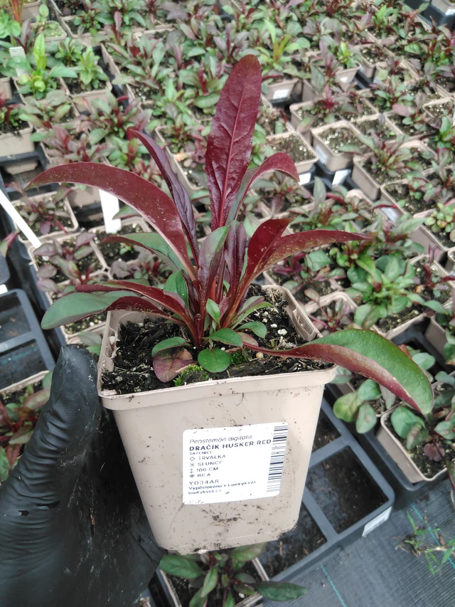 Pipo Husker Red - 2024