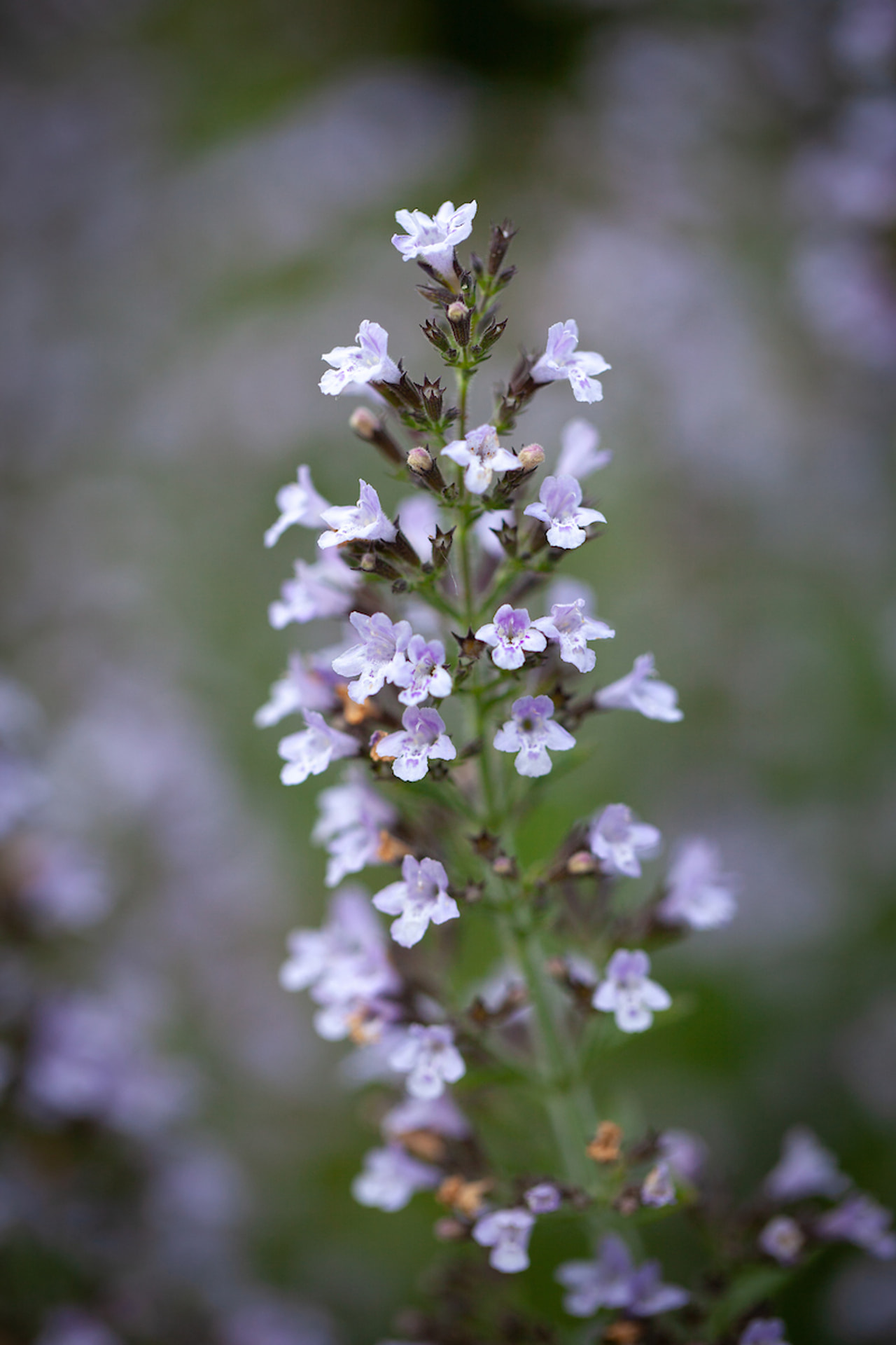 Käenminttu Blue Cloud, Loukykvět