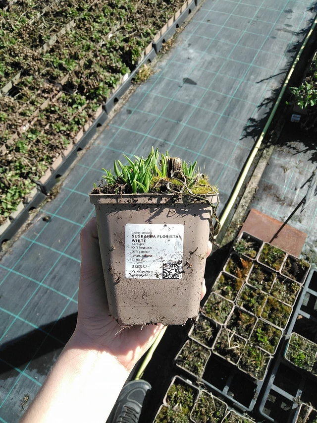 Punatähkä Floristan White - 7. 4. 2026