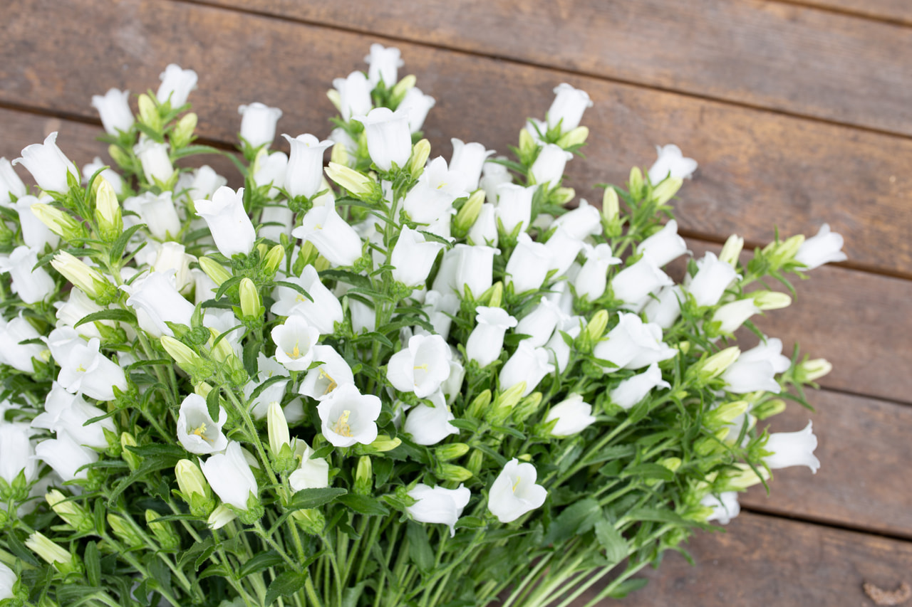 Klokjesbloem Champion White, Loukykvět