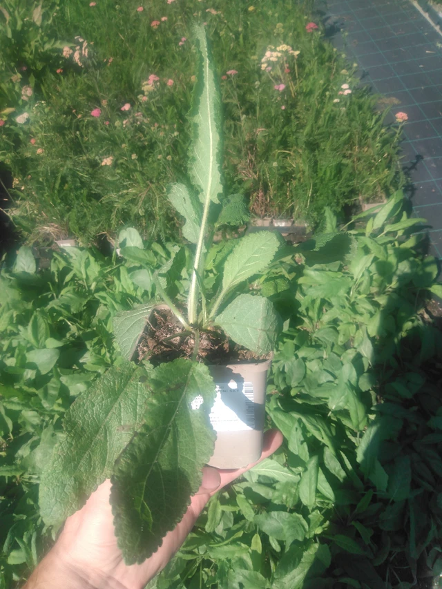 Salvia pratensis Sky Dance - 2024