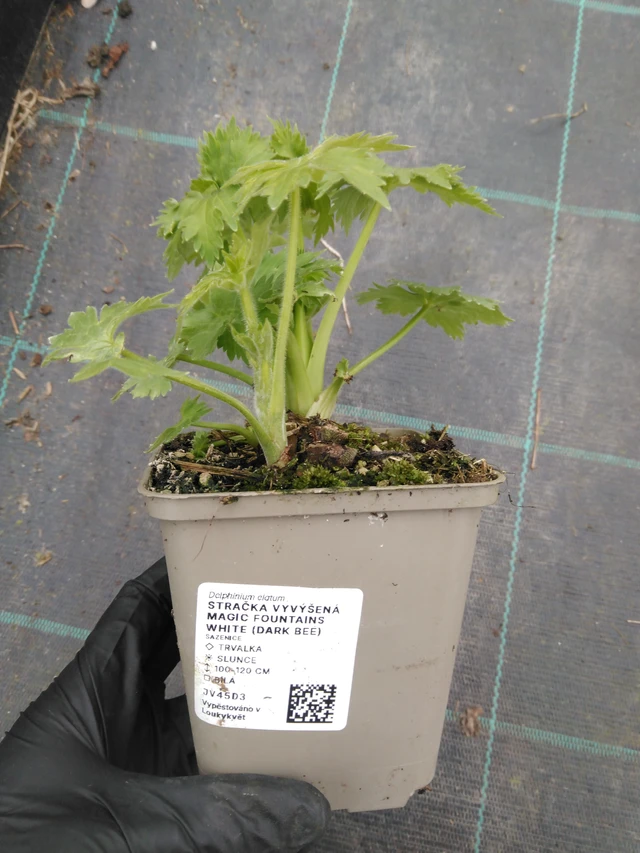 Jaloritarinkannus Magic Fountains White (Dark Bee) - 1. 4. 2026