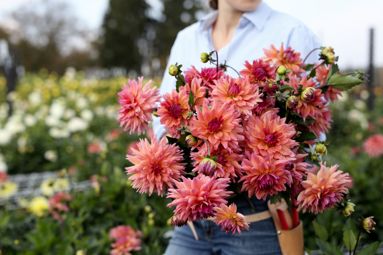 Dalia Sonic Bloom, Loukykvět