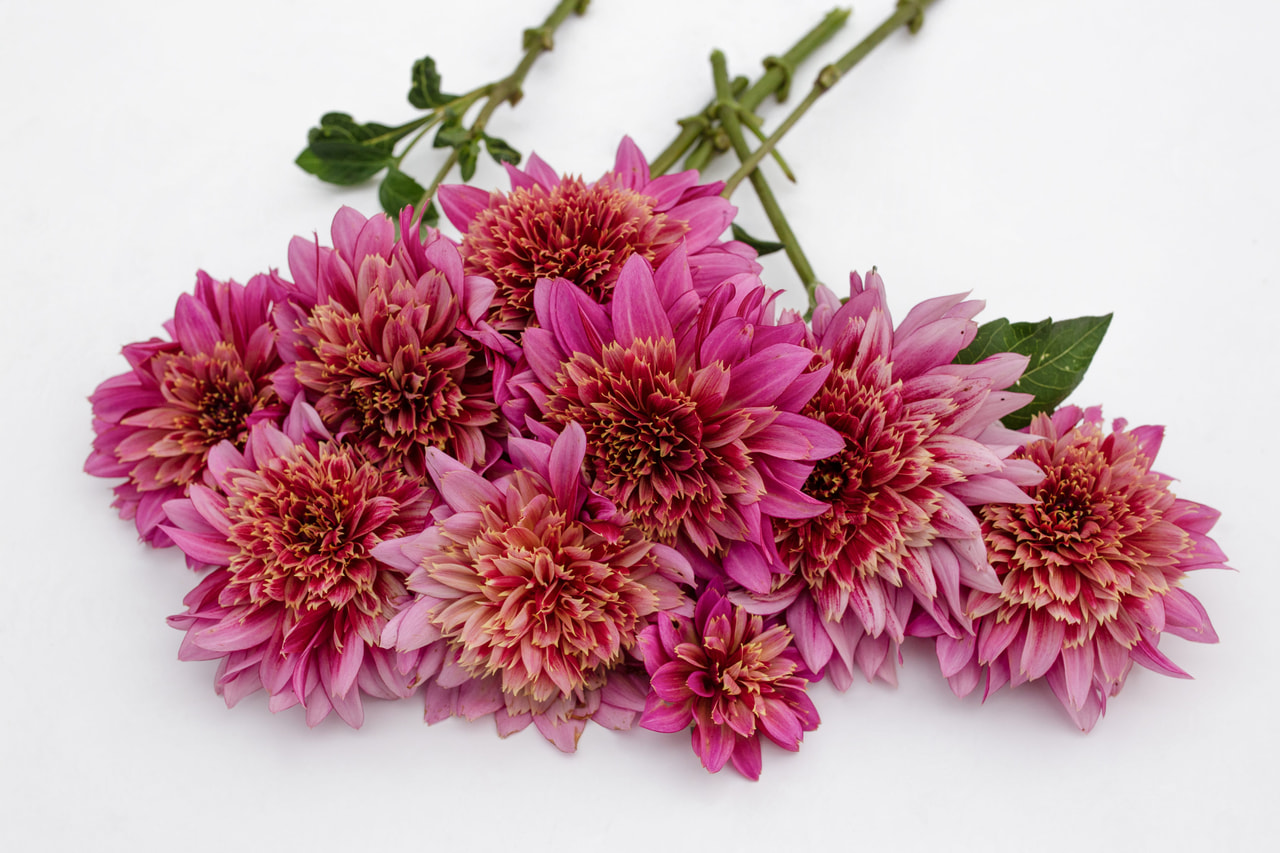 Dalia Mambo, Loukykvět