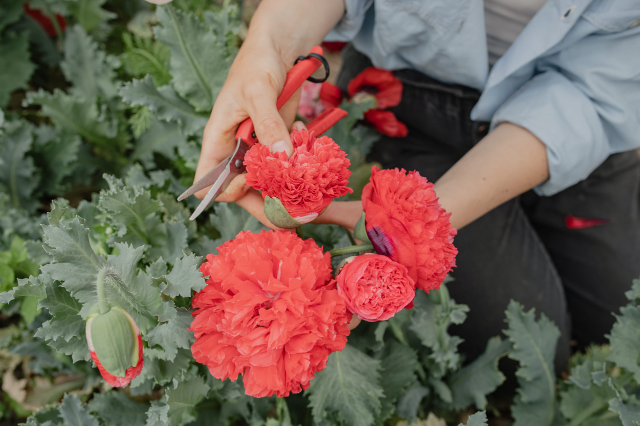 Pæonvalmue Scarlet, Loukykvět
