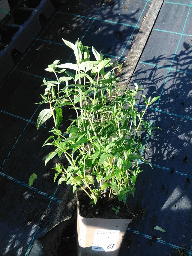 Vuoriminttu Muticum - 19. 8. 2025