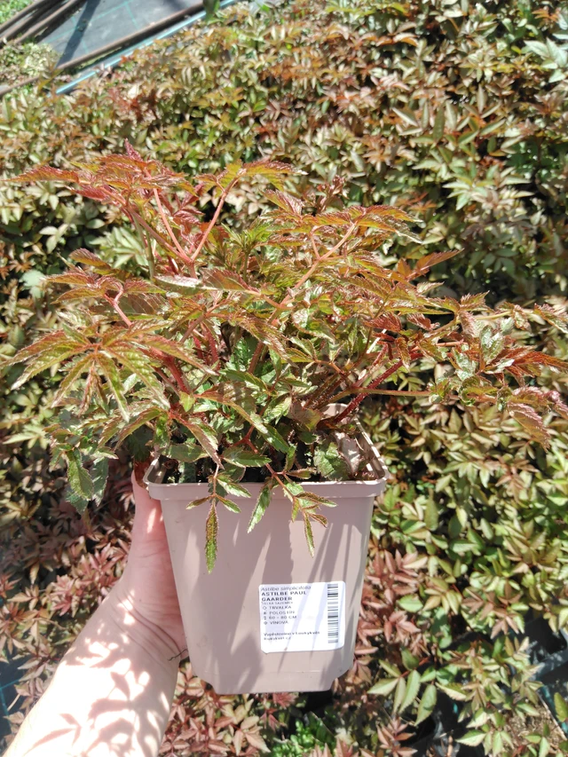 Jaloangervo Paul Gaarder - 2024