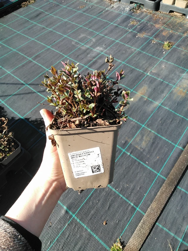 Vuoriminttu Muticum - 7. 4. 2026