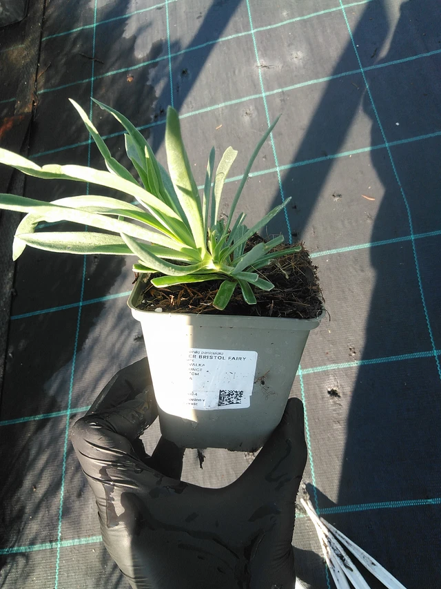 Morsiusharso Bristol Fairy - 1. 9. 2025