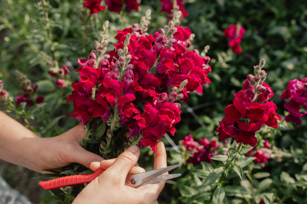 Leeuwenbek Potomac Crimson, Loukykvět