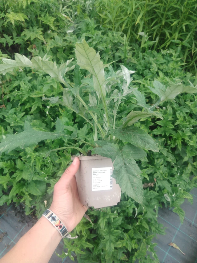 Sinipallo-ohdake Star Frost - 2024