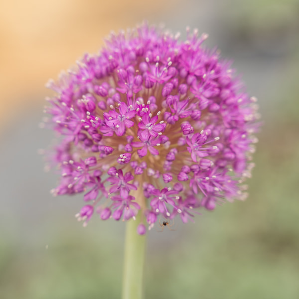 Allium giganteum, Loukykvět