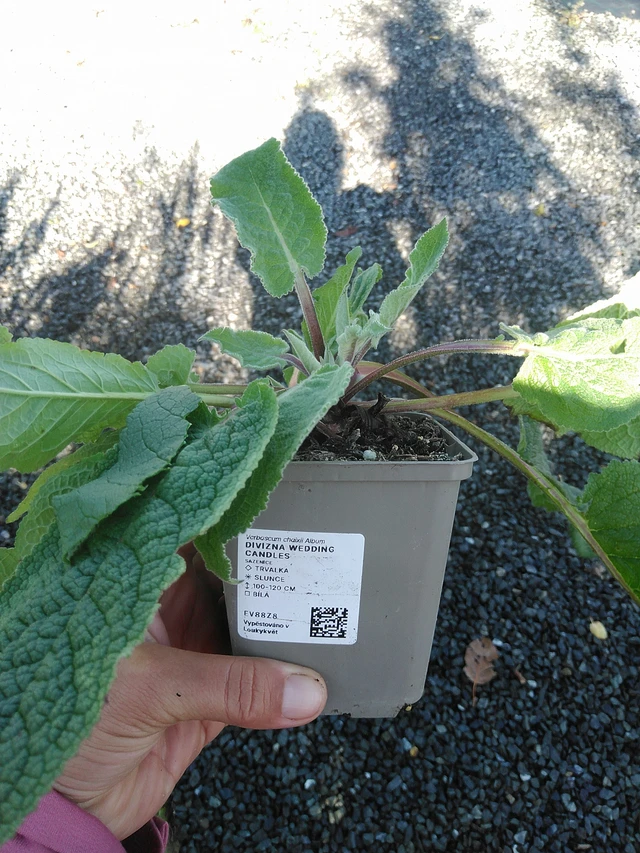 Verbascum Wedding Candles - 11. 9. 2025