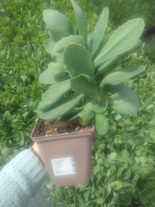 Sedum Iceberg - 2024