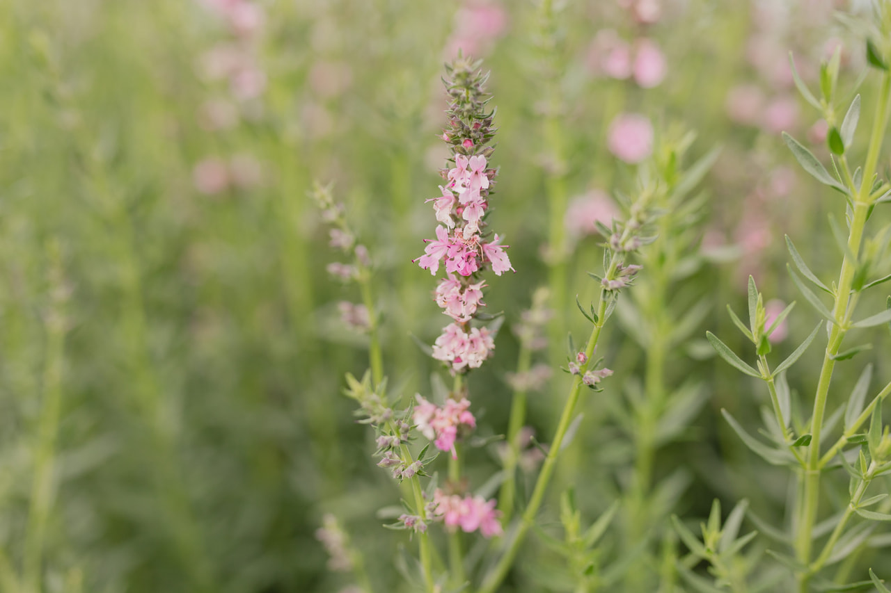 Hisopo Roseus, Loukykvět