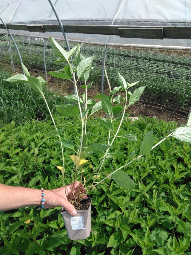 Syyshortensia Phantom - 2024