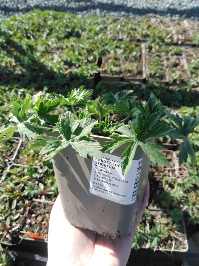 Kyläkurjenpolvi Striatum - 3. 4. 2025