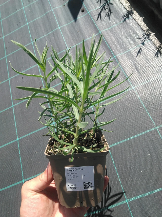 Morsiusharso - 30. 6. 2025