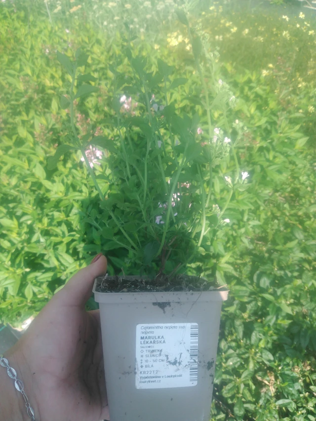 Kivikkokäenminttu - 2024