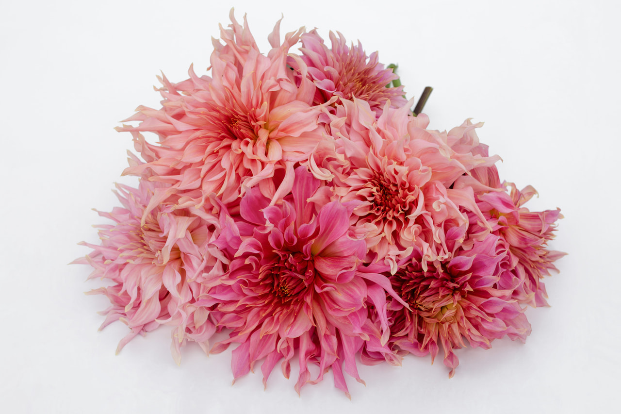 Dalia Penhill Watermelon, Loukykvět