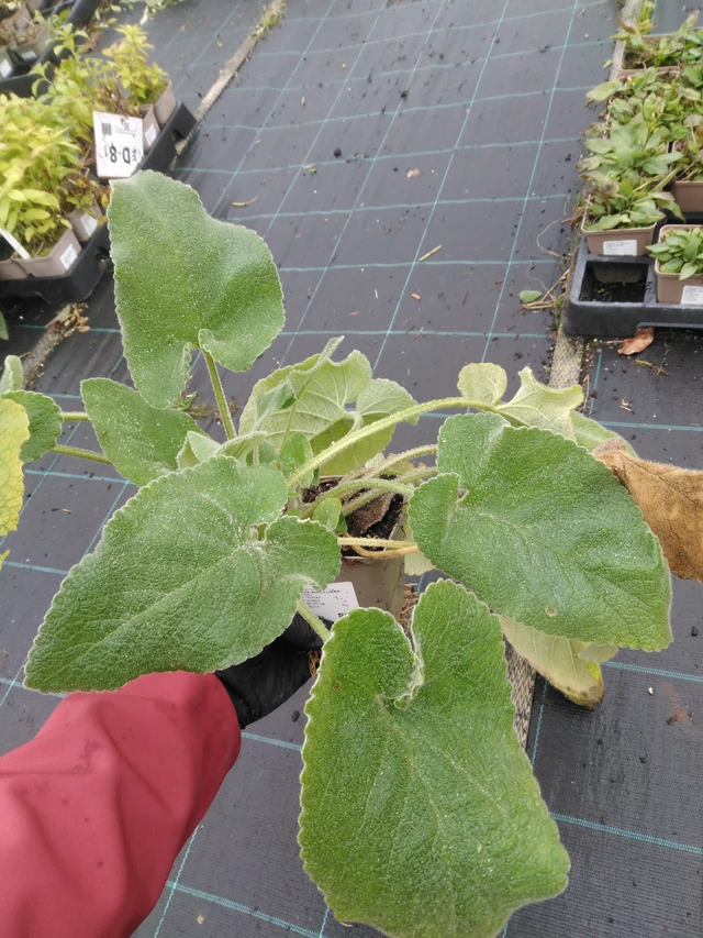 Phlomis Russeliana - 23. 10. 2025