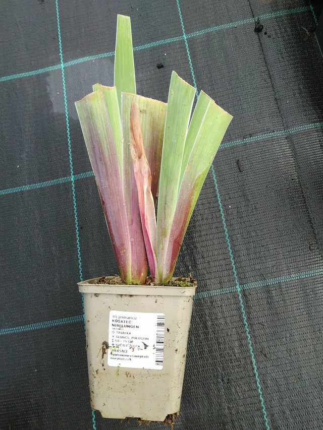 Kurjenmiekka Nibelungen - 28. 7. 2025