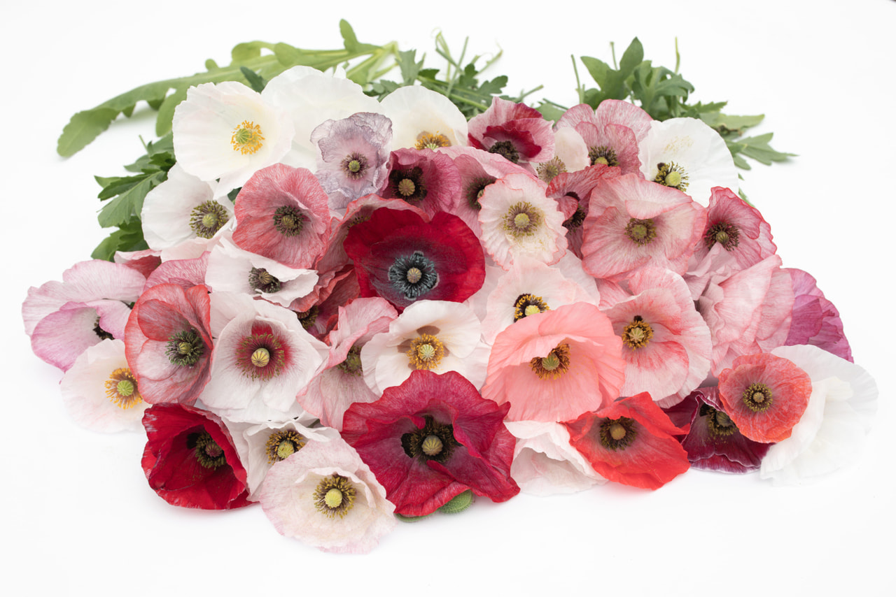 Klaproos Mother of Pearl, Loukykvět