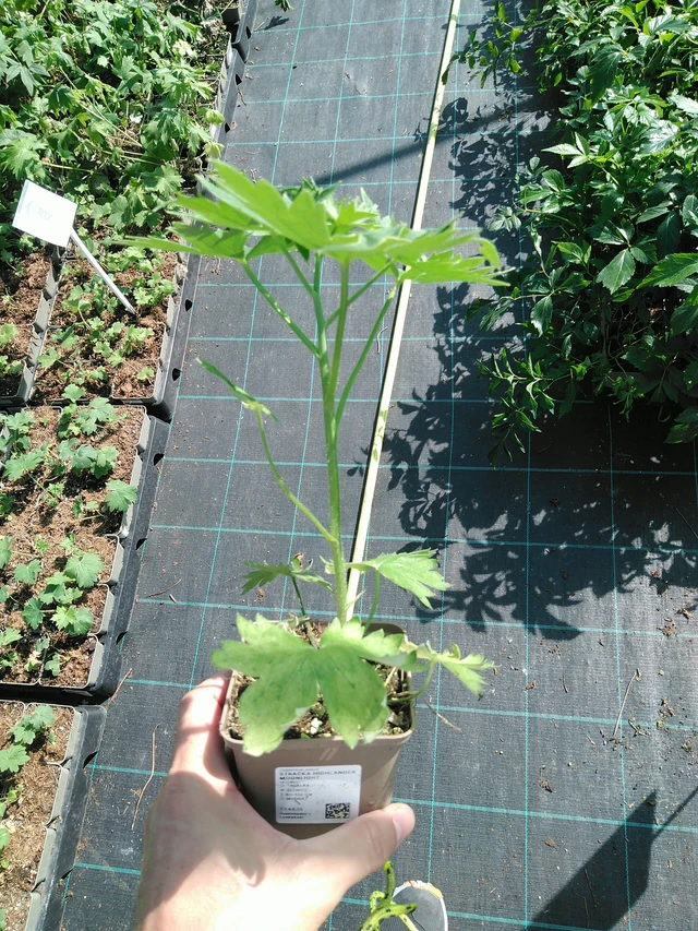 Espuela de caballero Highlander Moonlight - 19. 8. 2025