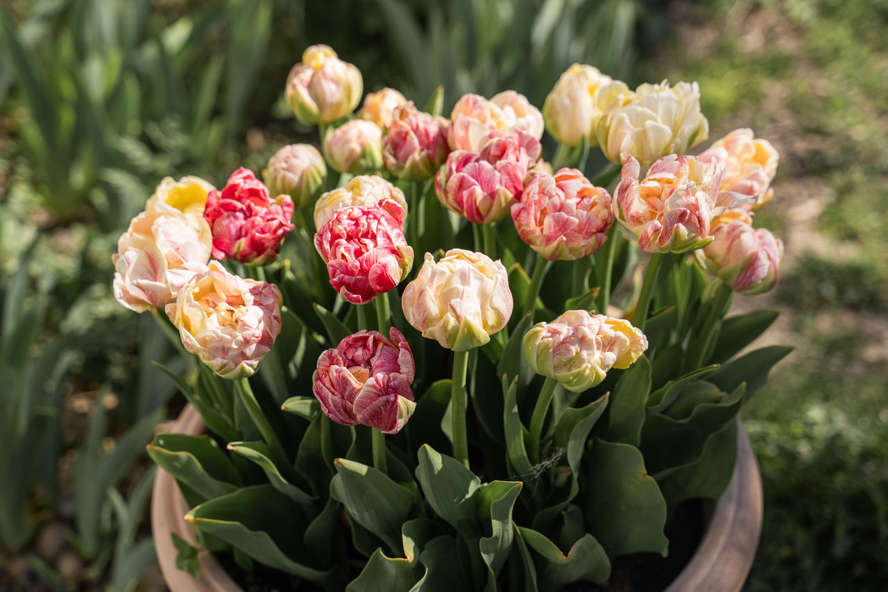 Tulipano Sprinkle Dip, Loukykvět