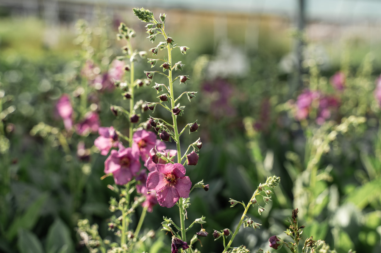 Gordolobo Plum Smokey, Loukykvět