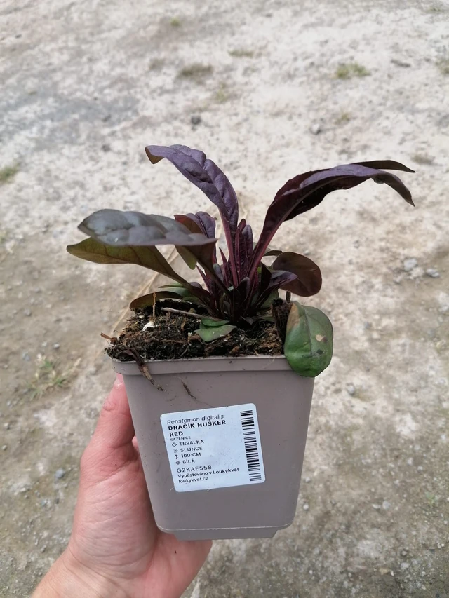 Pipo Husker Red - 2024