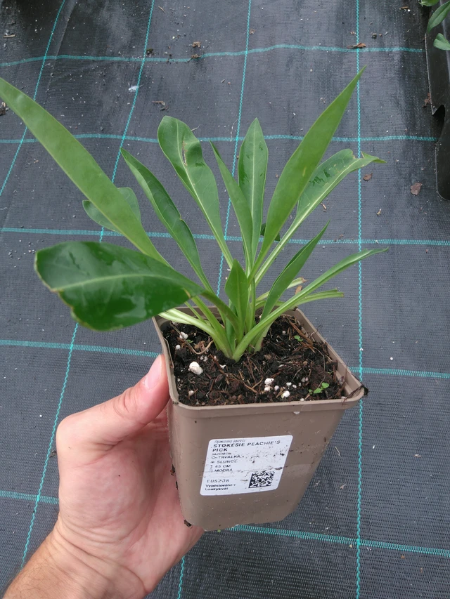 Stokesia Peachie's Pick - 25. 7. 2025