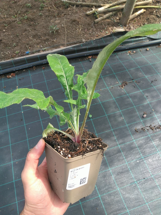 Echinops ritro - 25. 7. 2025