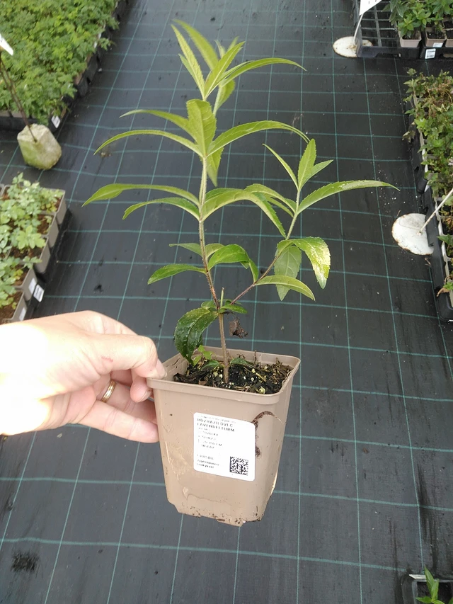 Tädykearvio Lavendelturm - 19. 8. 2025