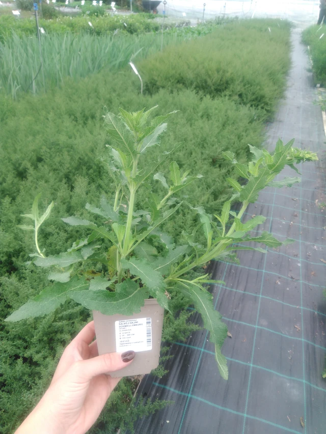 Lehtosalvia Schwellenburg - 2024