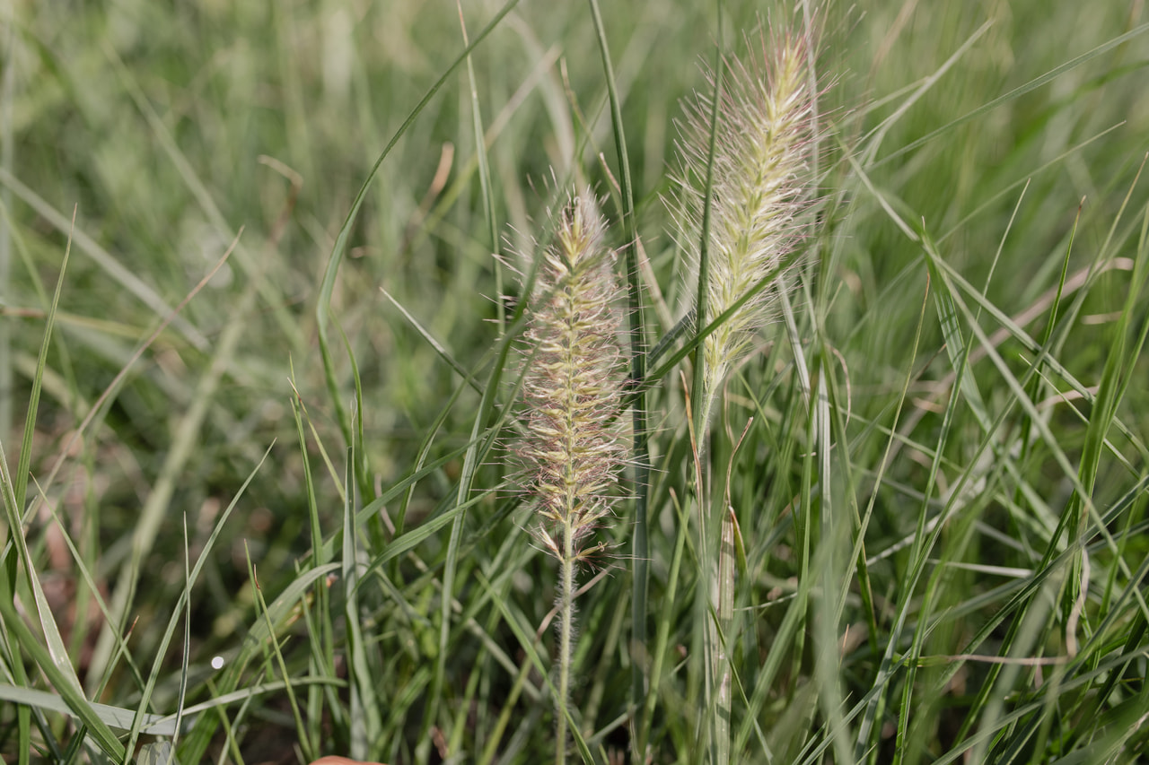 Herbe aux écouvillons Hameln, Loukykvět