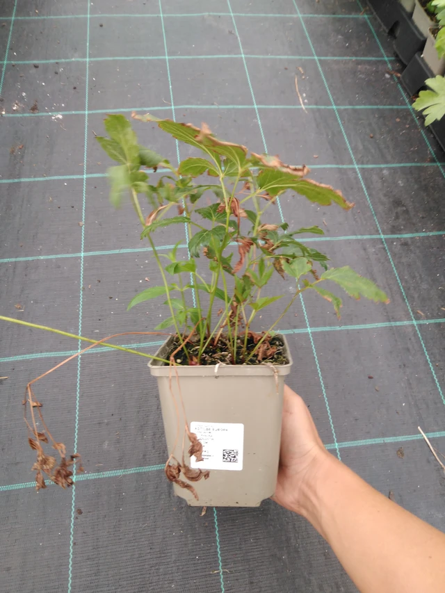 Jaloangervo Europa - 10. 9. 2025