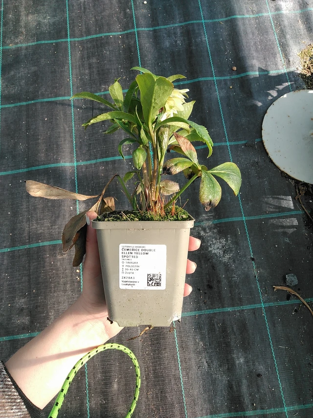 Jouluruusu Double Ellen Yellow Spotted - 7. 4. 2026