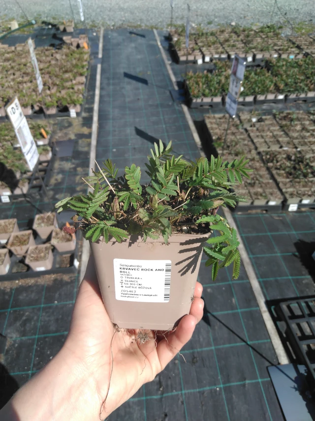 Luppio Rock and Roll - 3. 4. 2025