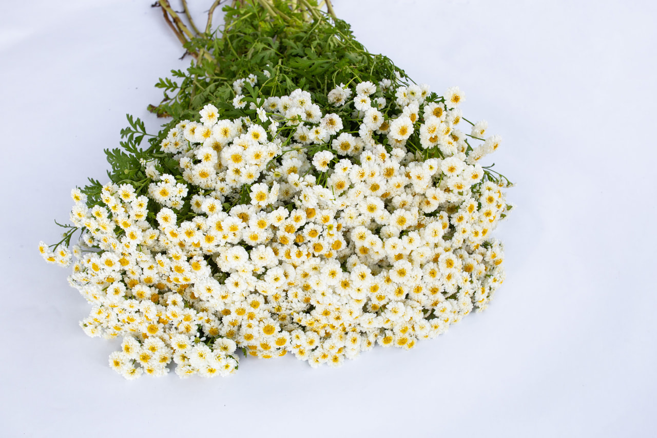 Reunuspietaryrtti Tetra White Wonder, Loukykvět