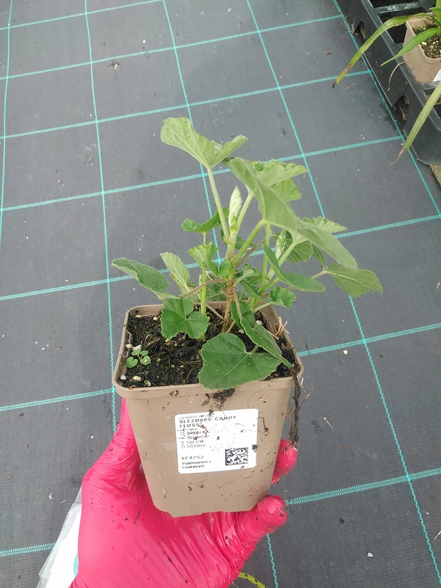 Malvikki Candy Floss - 31. 7. 2025