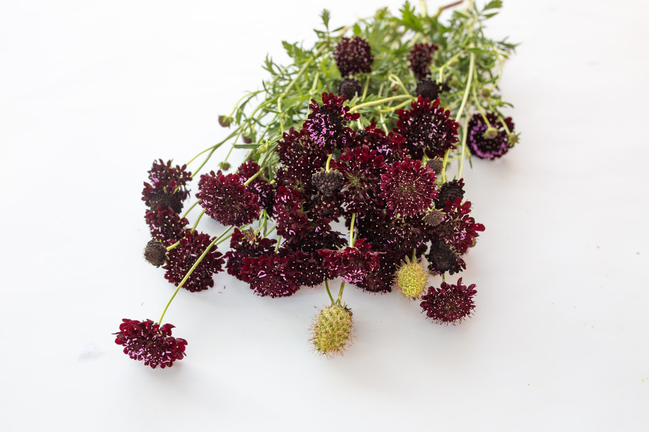 Törmäkukka QIS Black Purple, Loukykvět