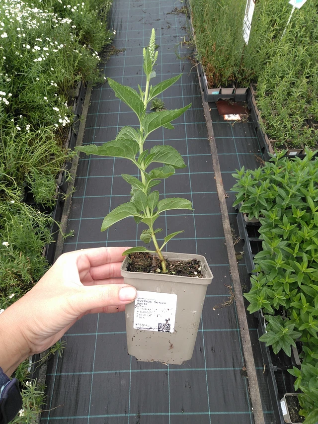 Tädyke Skyler White - 11. 7. 2025