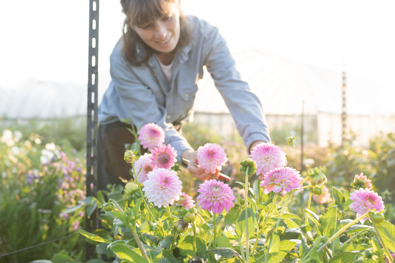 Dalia Arbatax, Loukykvět