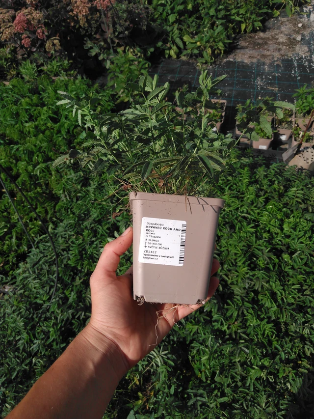 Luppio Rock and Roll - 2024