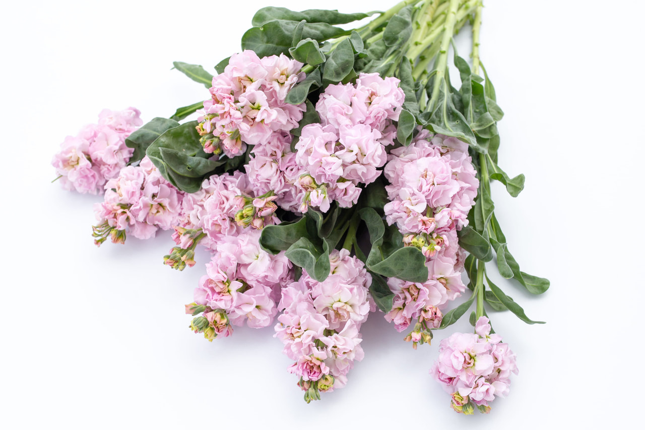 Stock Iron Cherry Blossom, Loukykvět