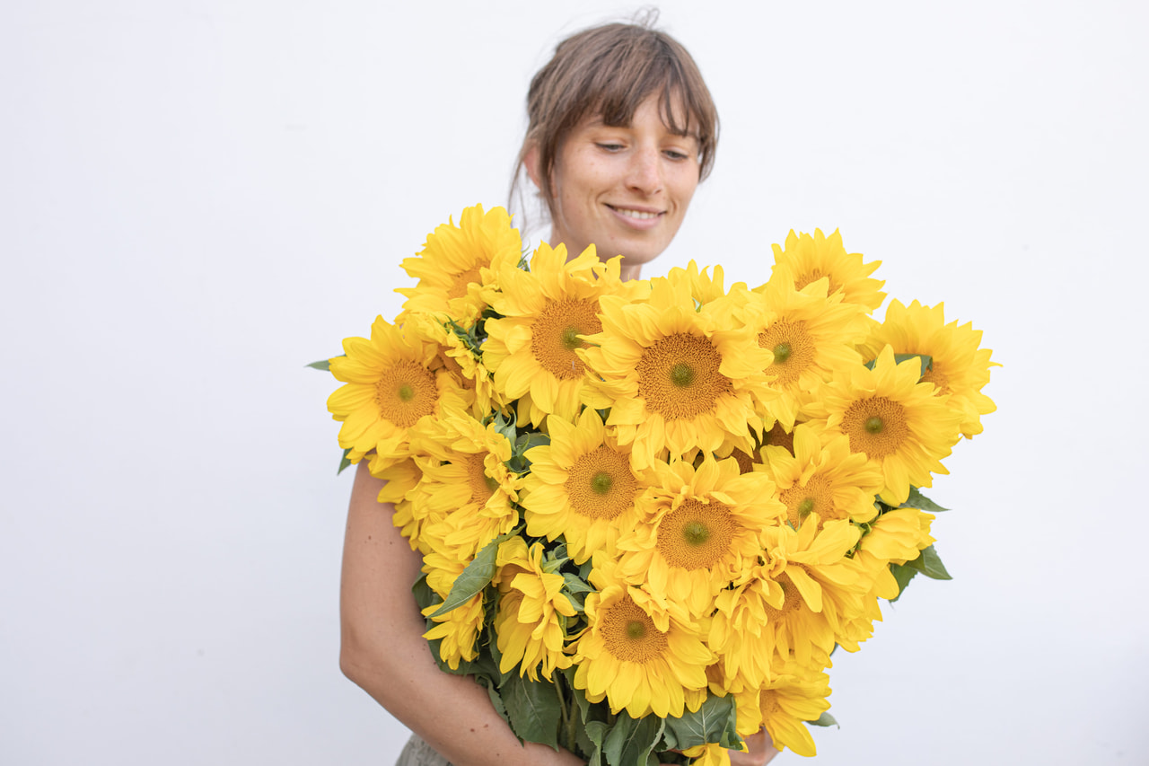 Zonnebloem ProCut Yellow Lite, Loukykvět